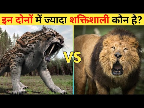 Saber Tooth tiger और Barbary lion में कौन है ज्यादा पावरफूल और शक्तिशाली Saber Tooth tiger vs Lion!!
