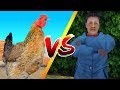 GTA San Andreas Loquendo - El Pollo vs La Abuela