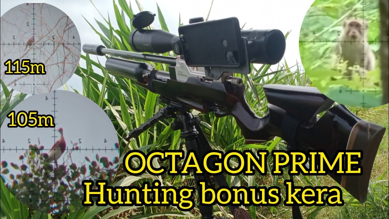 Hunting tekukur dengan Laras OCTAGON PRIME bonus kera dan tupai