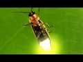 FUNZO MAANA NA MAAJABU YA KUMUONA FIREFLY ZAIDI YA KAKA KUONA FUNZO MAANA NA MAAJABU YA KUMUONA FIREFLY ZAIDI YA KAKA KUONA