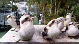 10 Kookaburra's breakfast. #kookaburra's #breakfast #nature ##australian #beautiful #wildlife 