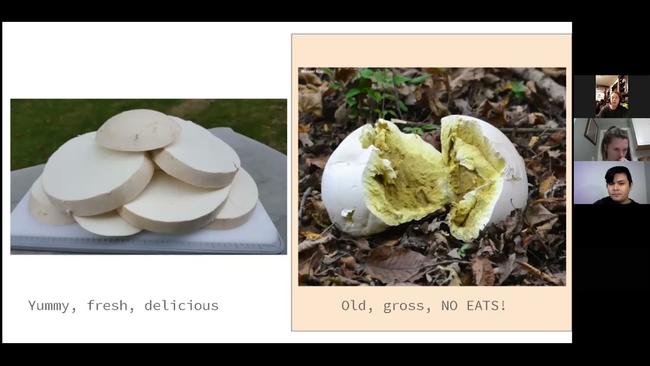 Mushroom Foraging 101