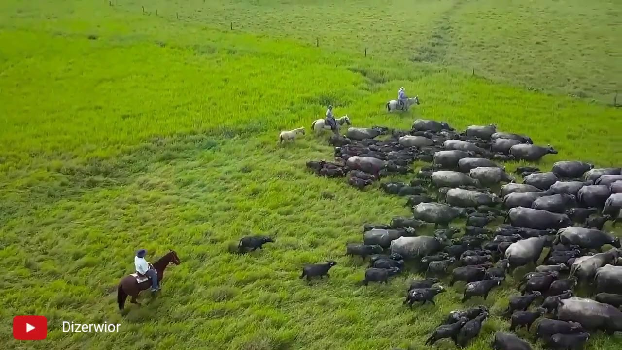 Venezuela - Luis Silva