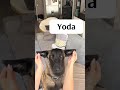 An interesting Belgian Malinois. #usa #tiktok #fypシ #puppy... #Shorts #yedda.catharine