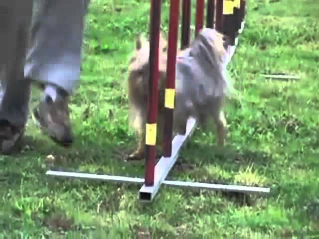 Тренировка австралийского силки-терьера по аджилити
