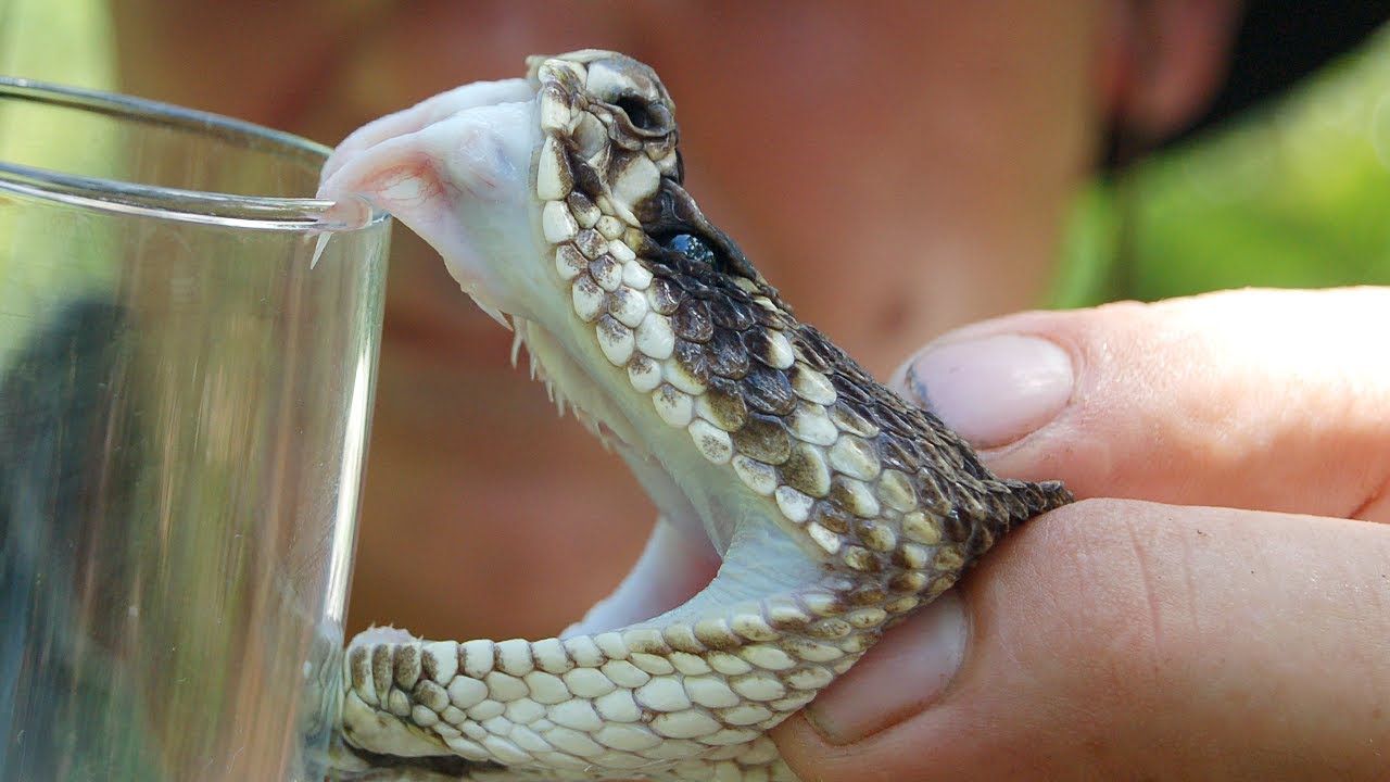 What is Rattlesnake Venom?