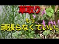 草取りを楽にする方法。年々やっかいな雑草が減っていくやり方のコツ