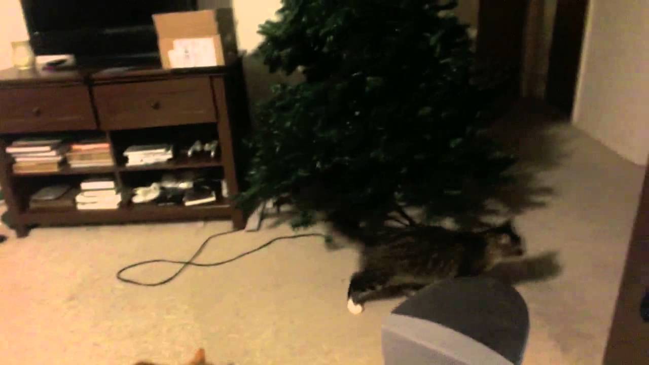 Guild Wars 2 Cat Battle to the Death!