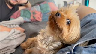 This Yorkie Is Obsessed With Kisses. TOO CUTE