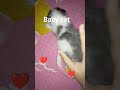 Baby cat #imut #cat #kitten #cute #funny