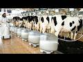Inside a Modern Cow Milk Dairy Farm Full Cow Milking Process