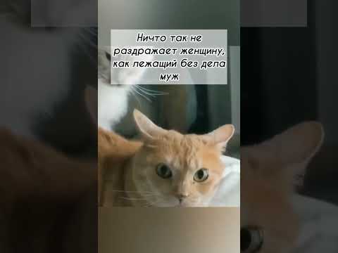 #юмор #шуточное #мем