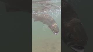 Nice Rainbow Underwater