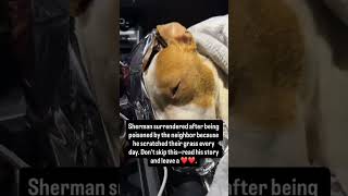 Sherman didn't deserve this he was poisoned after repeatedly#usa #uk #canada #germany #sad#rescuedog