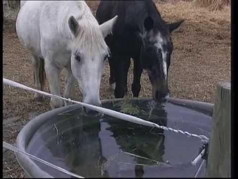 Vidéo: Hygiène De L'alimentation Et De L'abreuvement Des Chevaux