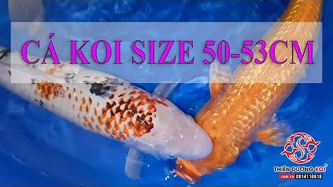 Cá Koi Size Lớn 50-53cm | Thiên Dương Koi 0914116616 #cakoi