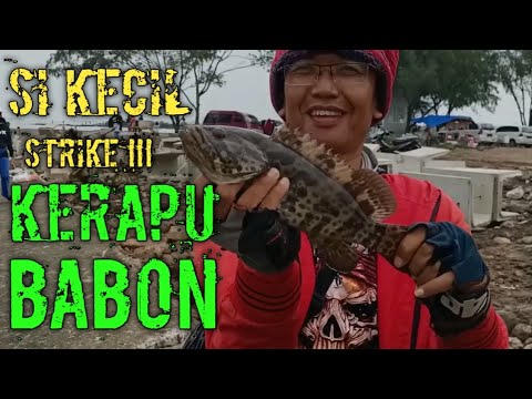 Cara Mancing Kerapu Di Pinggiran - YouTube