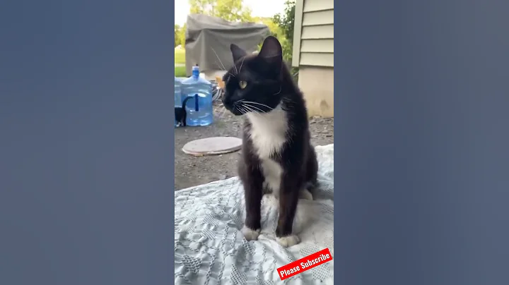 Video 4451641: norwegian forest cat rare, laugh norwegian forest cat, sound forest cat, forest cat funny, forest cat dog, cat funny smile, best funny cat, cute cat