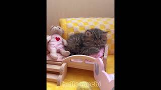 Cute kittens overload #hellomochi #cute #cutecat #kitten #funnycats #cats #badycat #cutecats #tiktok