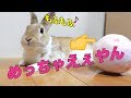 【おもしろぺットうさぎ】もふもふ大パニック！？　rabbit　toy