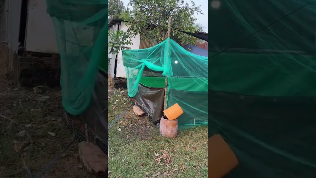 Nuôi cá nuôi ốc nuôi ếch tiết kiệm chi phí