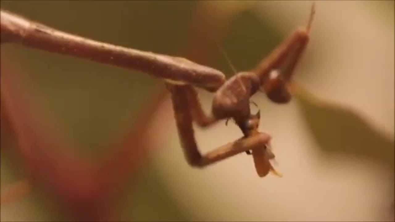 Australian Stick Praying Mantis Catches Two Bugs - YouTube