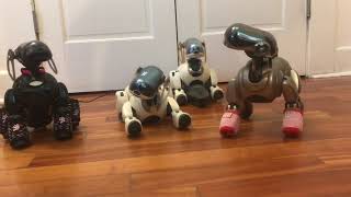 Sony Aibo ERS7 Group Interactions