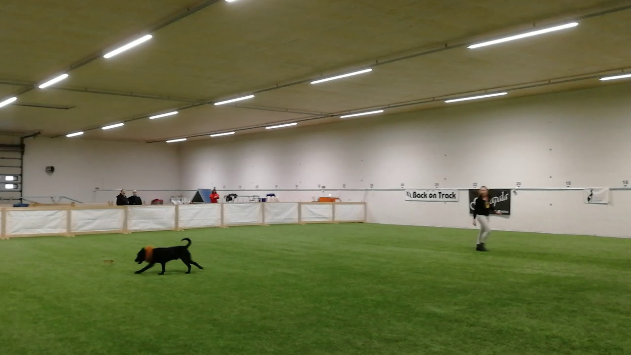 Simba koiratanssi Fs ALO 2.2.2020 24.10p KUMA