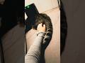 Tail wind speed test ⚠️ #catvideos #lukethehumancat #windtest