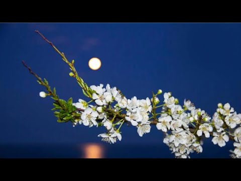 قمر الربيع وشحن طاقتك 