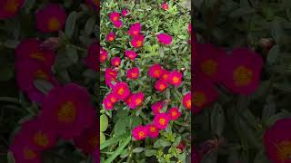 way of flowering👀🪷#flowers#greenlove#shortsvideo#nature#love#