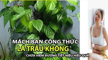 Chữa viêm đường tiết niệu hiệu quả, an toàn với bài thuốc đặc biệt từ lá trầu không