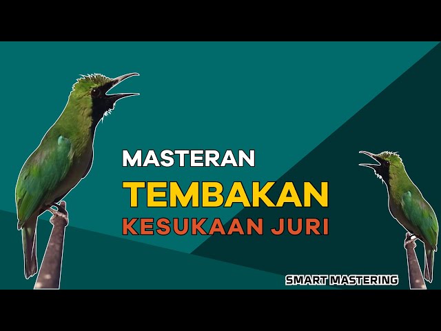 MASTERAN KASARAN CUCAK IJO BOS Q, Lawan AUTO KO!! BIKIN JURI MELONGO. class=