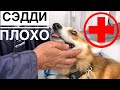 СРОЧНО ВЕЗУ В ВЕТКЛИНИКУ Сэдди/ Заболел #1