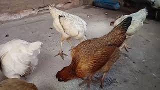 Mostrando Meus Galos Reprodutores . E Alguns Frangos E A Galinha Com Pintinho .Aves Ornamentais E Ca