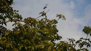 White-throated Kingfisher Mating Call _ Clementi N'hood _ Thursday 09may2019 Singapore 7.44am