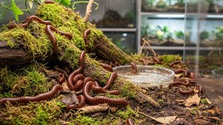 Inside a Bio-Active Home: Red Millipede Activity &amp; Substrate Exploration!