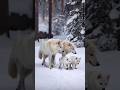 wolf 🐺