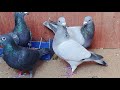 Top 5 Rare Pigeon Genes