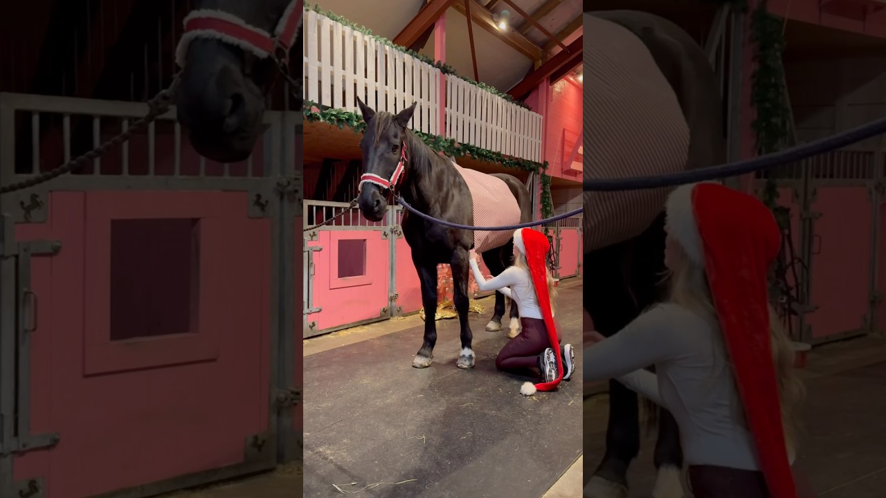 How to Gift-Wrap a Horse for Christmas😂 #shorts #horse #christmas