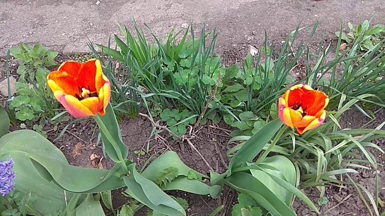 Тюльпаны - YouTube