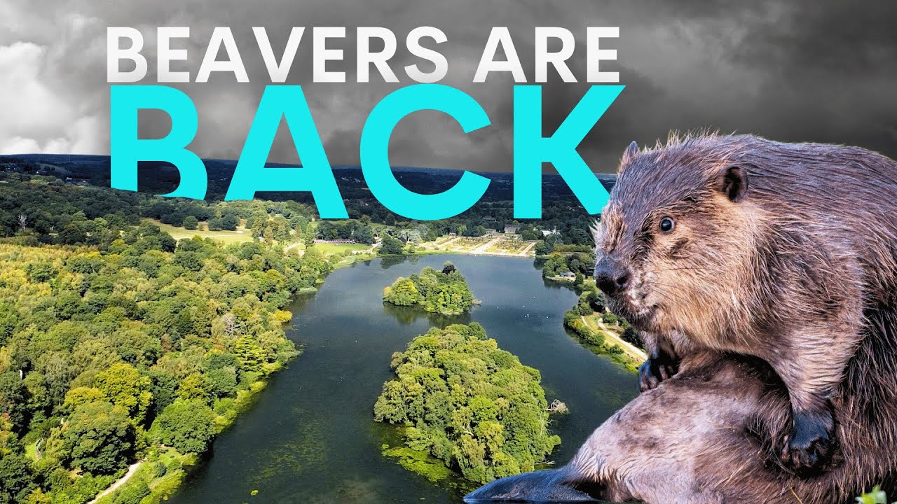 How Beavers are Rapidly Reviving a British Estate