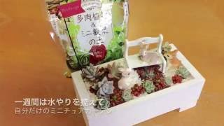かわいい箱庭づくり 多肉の寄せ植え Youtube かわいい箱庭づくり 多肉の寄せ植え Youtube