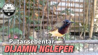 Putar sebentar dijamin langsung respon ngleper || Pancingan SOGON tercepat bikin emosi semua SOGON