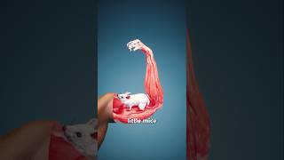 How Are Mice Actually Related to Muscles?