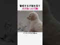 警戒する子猫を見て犬が取った行動 #猫 #子猫 #犬