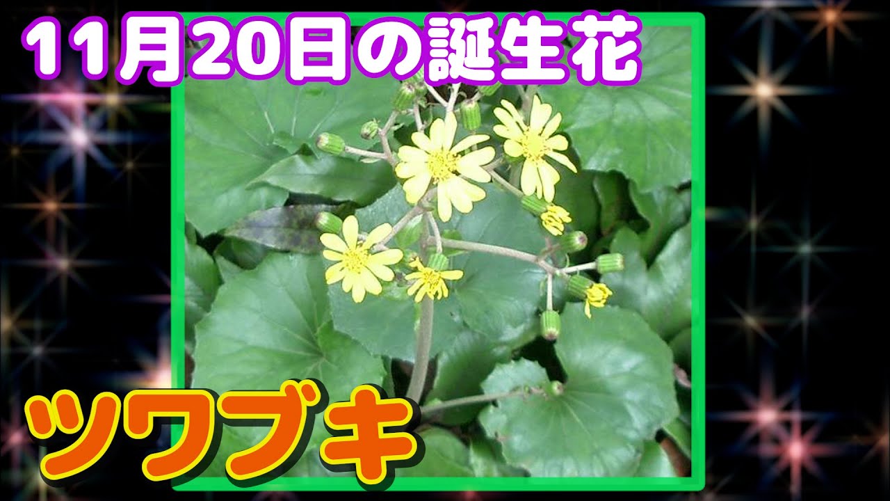11月日の誕生花 ツワブキ どんな花 あなたに送る花言葉は Youtube