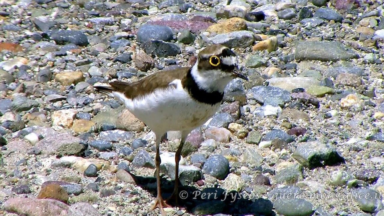Corriere piccolo (Charadrius dubius)