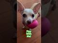 Wanna play? #play #letsplay #wannaplay #fetch #sirremingtonmartin #chihuahua #dog #cute #puppy #pet