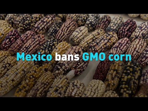 Mexico bans planting GMO corn seeds to protect native species